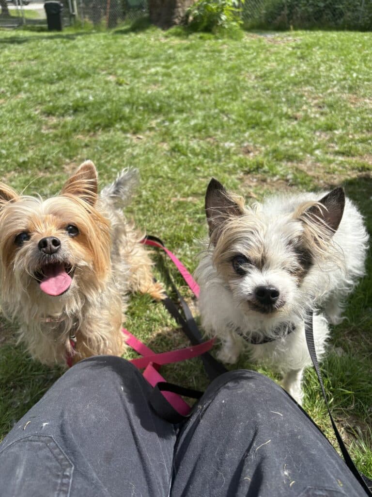 Misfit - Mixed Breed available for adoption in British Columbia