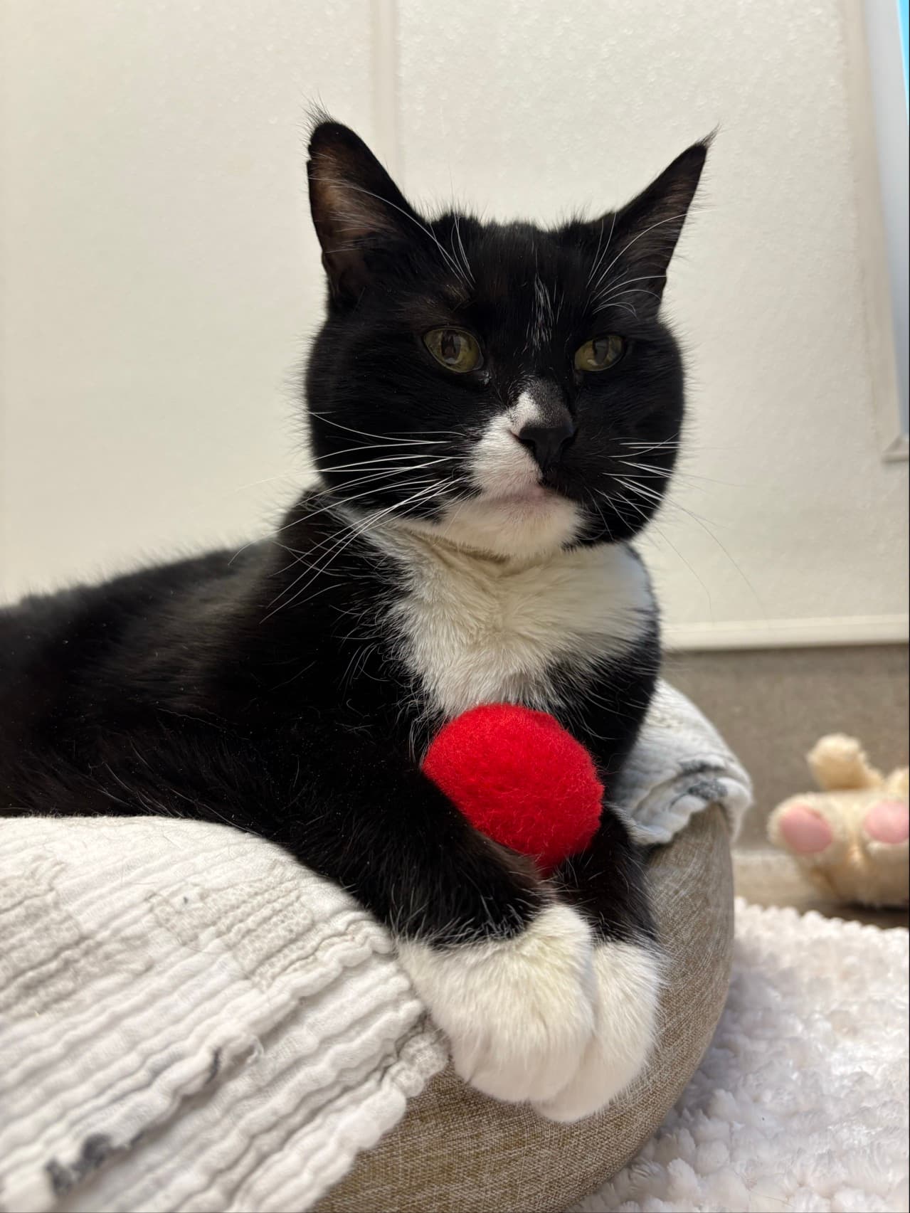 Chloe - Domestic Shorthair cat available for adoption at Langley Animal Protection Society in British Columbia