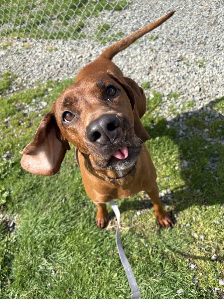 Tulip - Mixed Breed available for adoption at Langley Animal Protection Society in British Columbia
