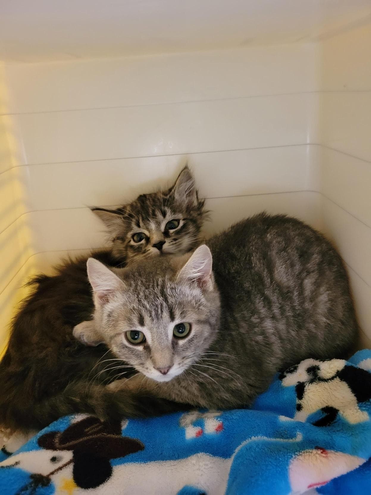 Ember & Ash - Domestic Shorthair cat available for adoption in Calgary