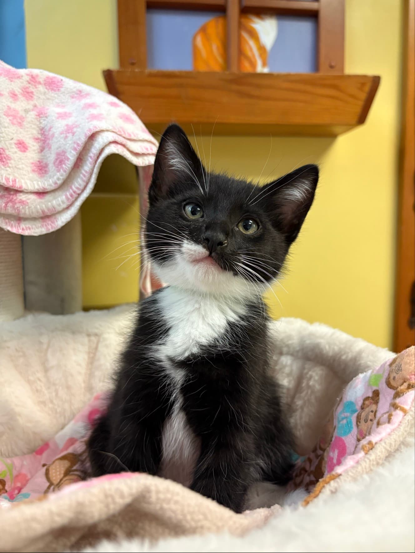 Barney - Domestic Shorthair cat available for adoption at Langley Animal Protection Society in British Columbia
