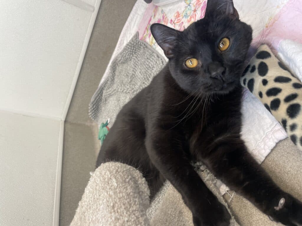 Bruce - Domestic Shorthair cat available for adoption at Langley Animal Protection Society in British Columbia