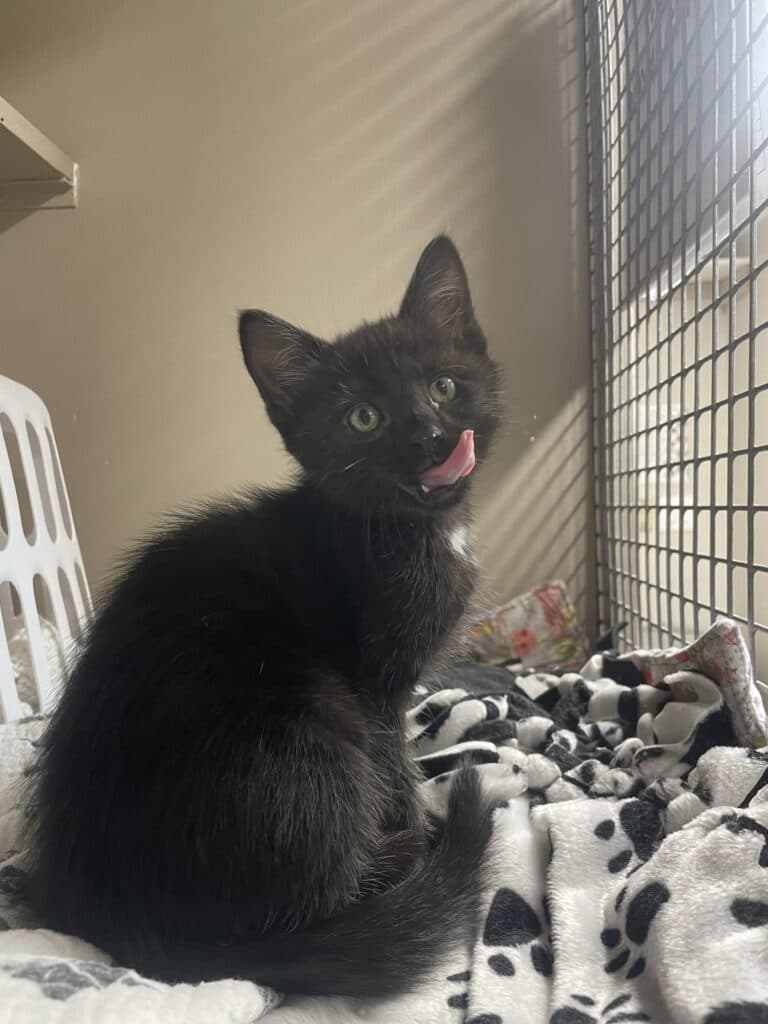 Buttons - Domestic Shorthair cat available for adoption at Langley Animal Protection Society in British Columbia