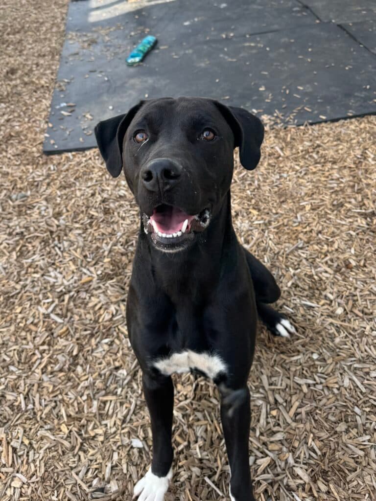 Rocky - Mixed Breed available for adoption at Langley Animal Protection Society in British Columbia