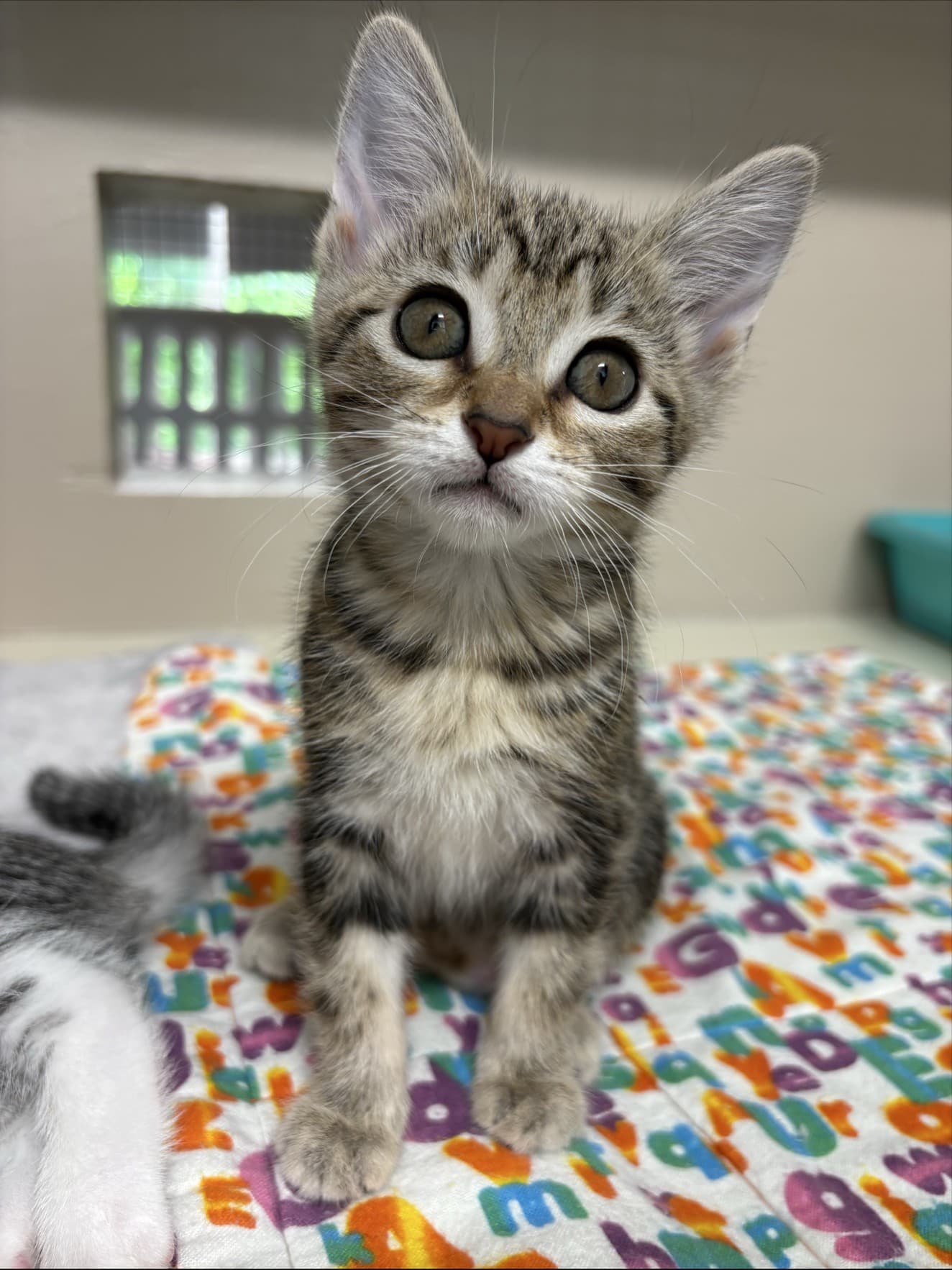 Moon - Domestic Shorthair cat available for adoption at Langley Animal Protection Society in British Columbia