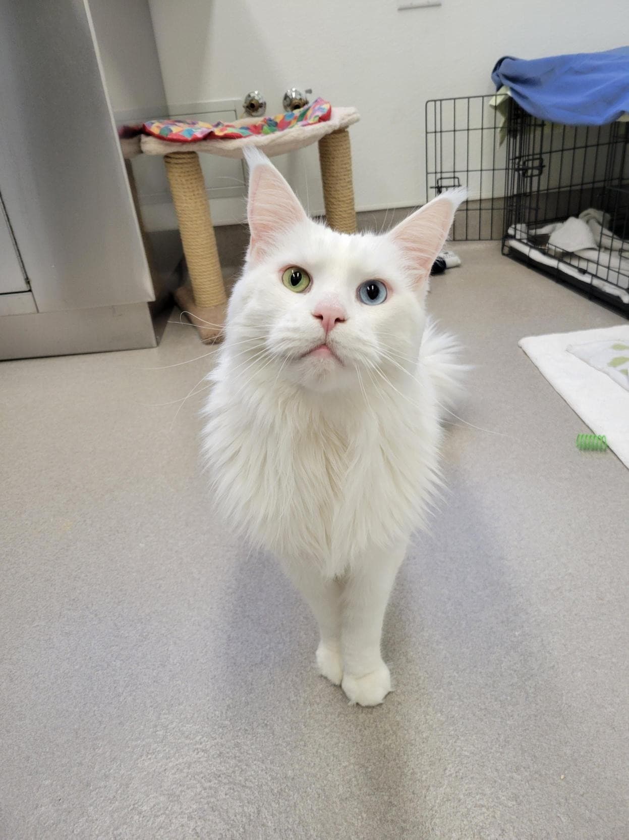 Oliver - Domestic Shorthair cat available for adoption at Langley Animal Protection Society in British Columbia