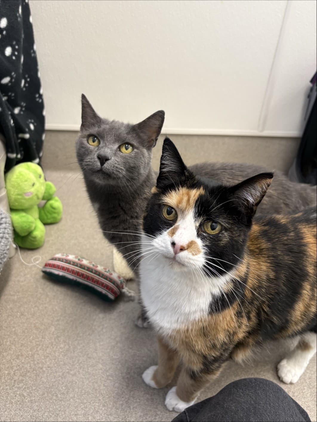 Patches & Luna - Domestic Shorthair cat available for adoption at Langley Animal Protection Society in British Columbia