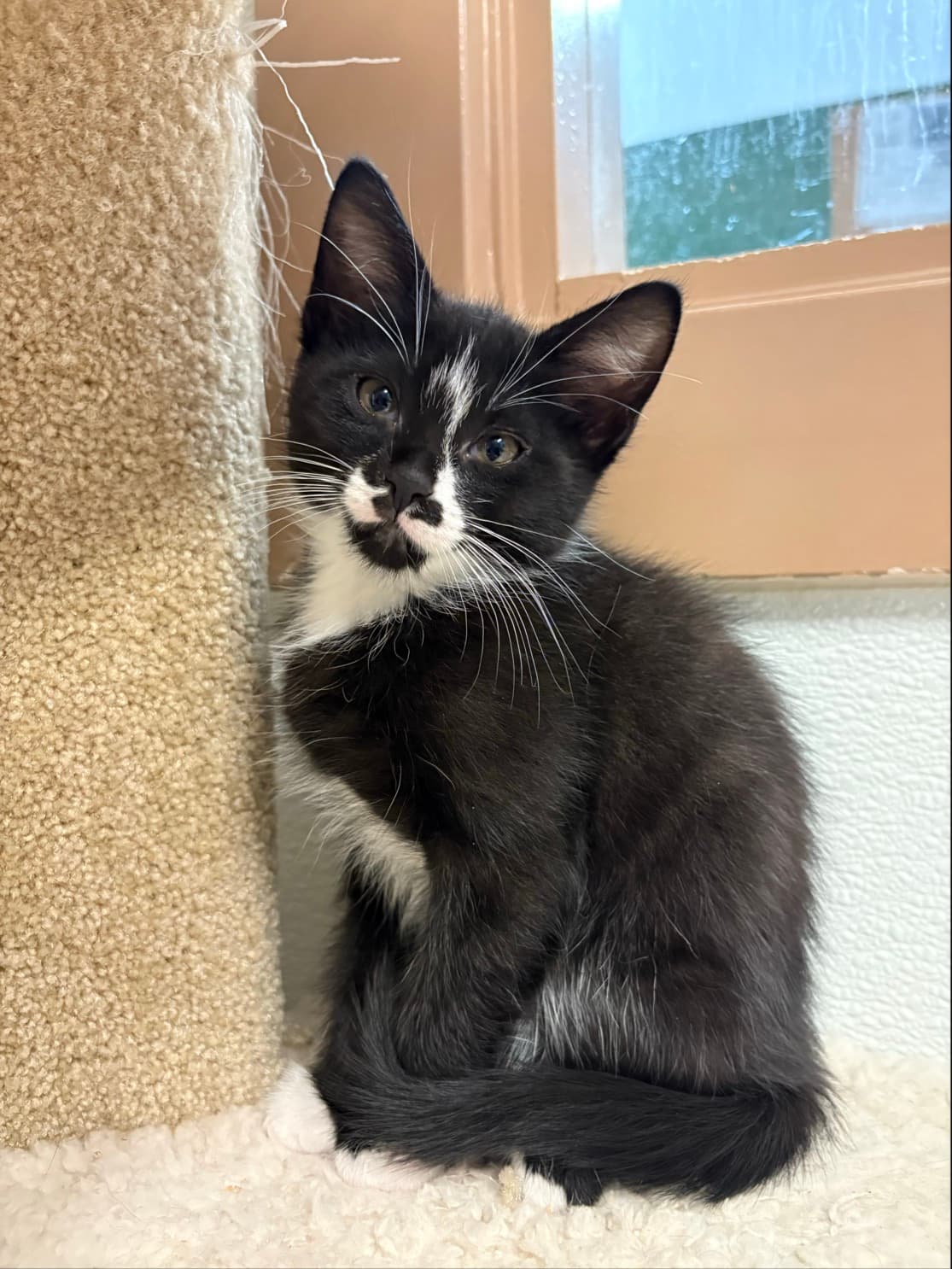 Pebbles - Domestic Shorthair cat available for adoption at Langley Animal Protection Society in British Columbia