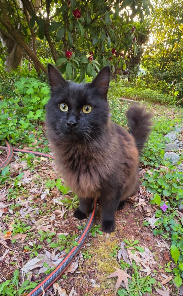 Simon - Domestic Shorthair cat available for adoption in Calgary