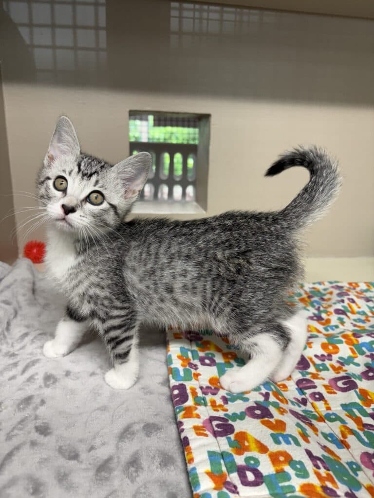 Stars - Domestic Shorthair cat available for adoption at Langley Animal Protection Society in British Columbia