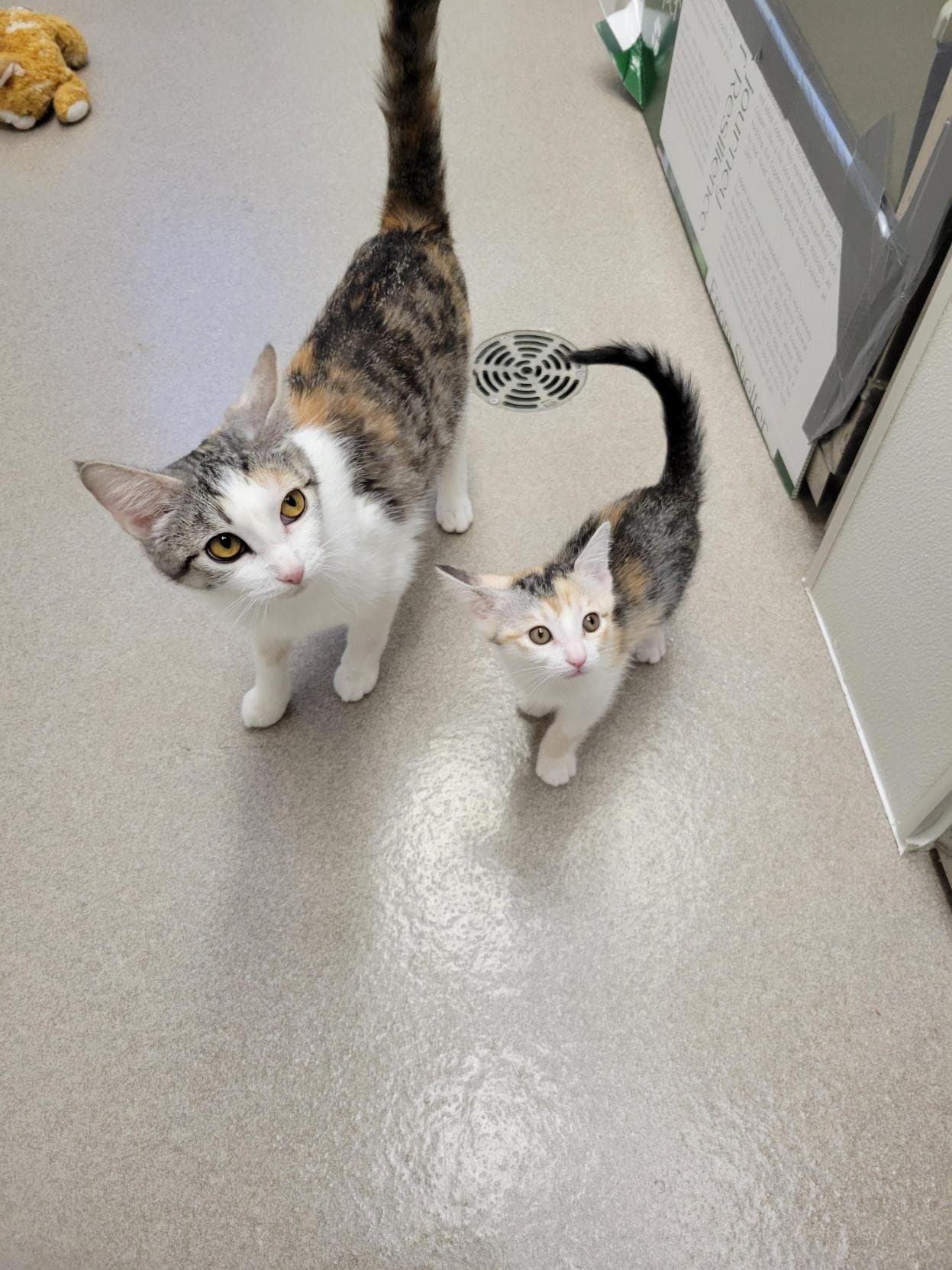 Skye & Sun - Domestic Shorthair cat available for adoption in Calgary