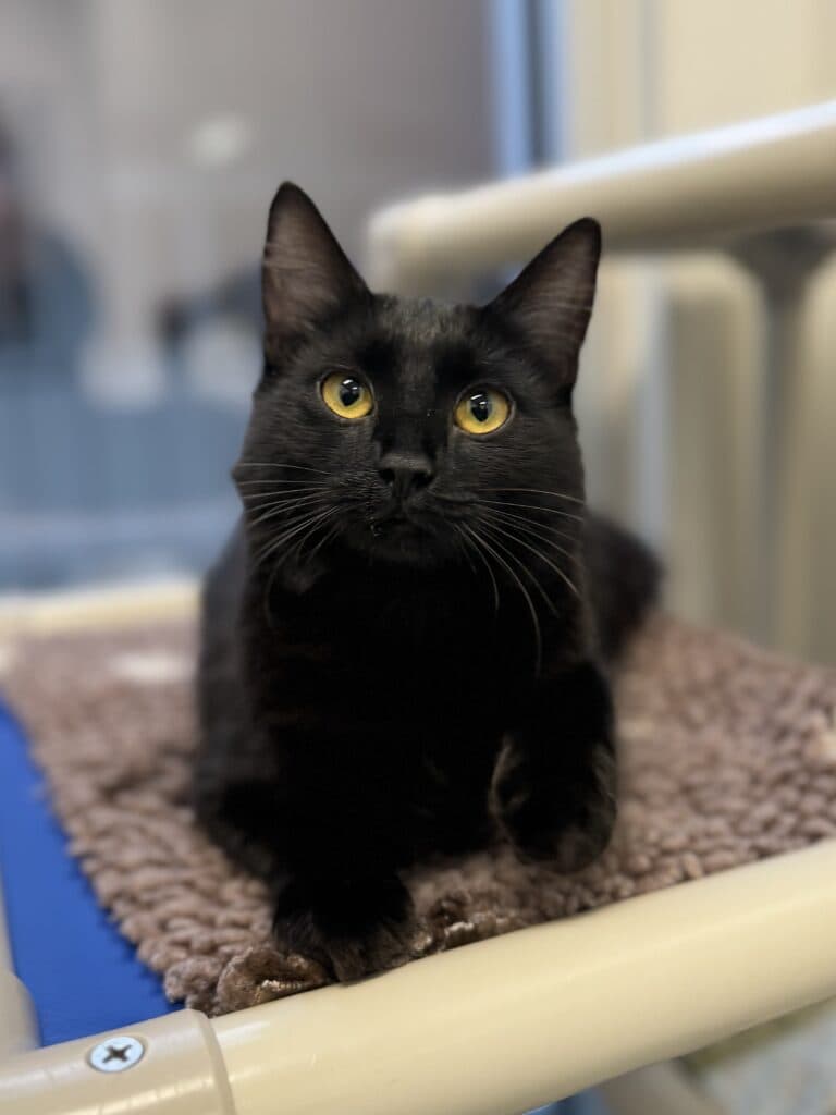 Wilma - Domestic Shorthair cat available for adoption at Langley Animal Protection Society in British Columbia