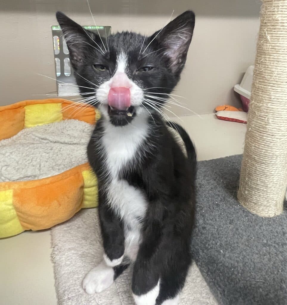 Bamm Bamm - Domestic Shorthair cat available for adoption at Langley Animal Protection Society in Vancouver