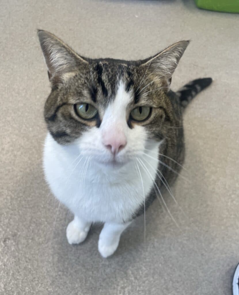 Steve - Domestic Shorthair cat available for adoption at Langley Animal Protection Society in Vancouver
