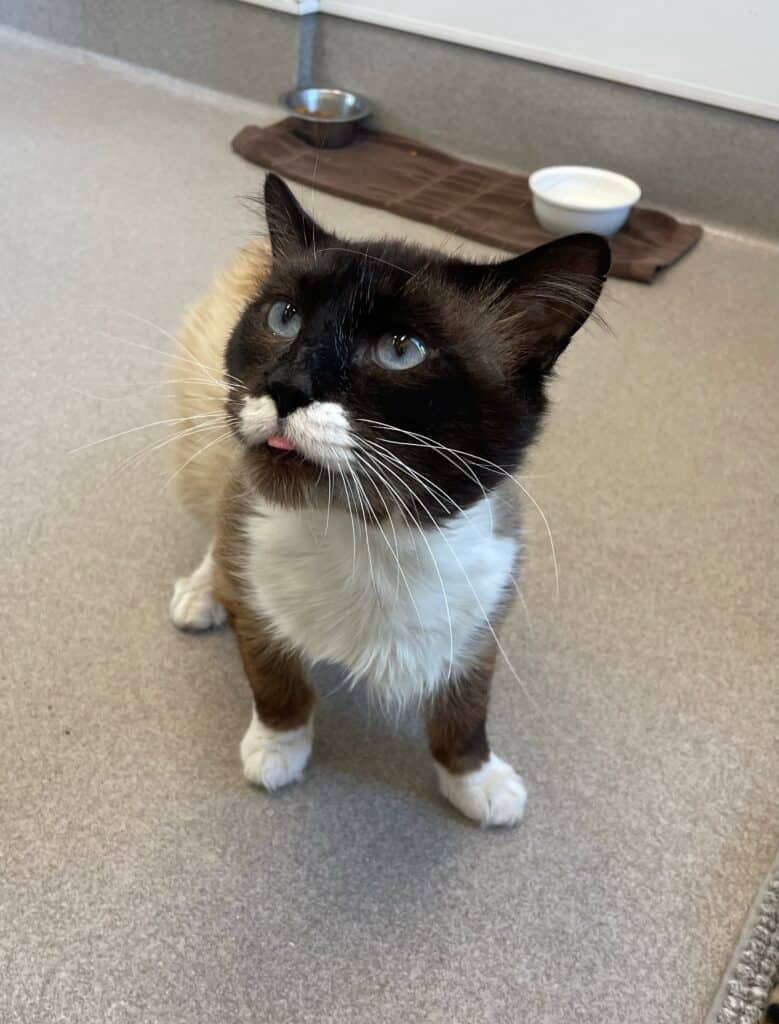 Mustache - Domestic Shorthair cat available for adoption at Langley Animal Protection Society in Vancouver
