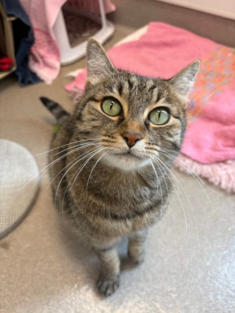Fili - Domestic Shorthair cat available for adoption in Calgary