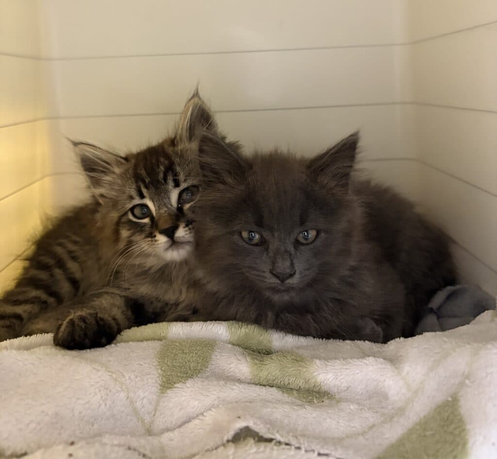 Pedro #40131 & Pablo - Domestic Shorthair cat available for adoption in Calgary