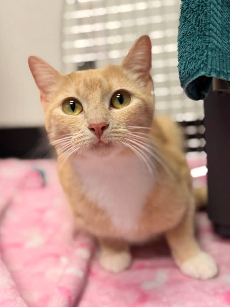 Strawberry - Domestic Shorthair cat available for adoption at Langley Animal Protection Society in Vancouver