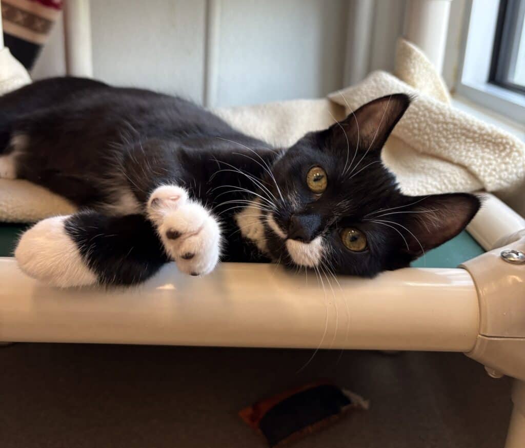 Alex - Domestic Shorthair available for adoption