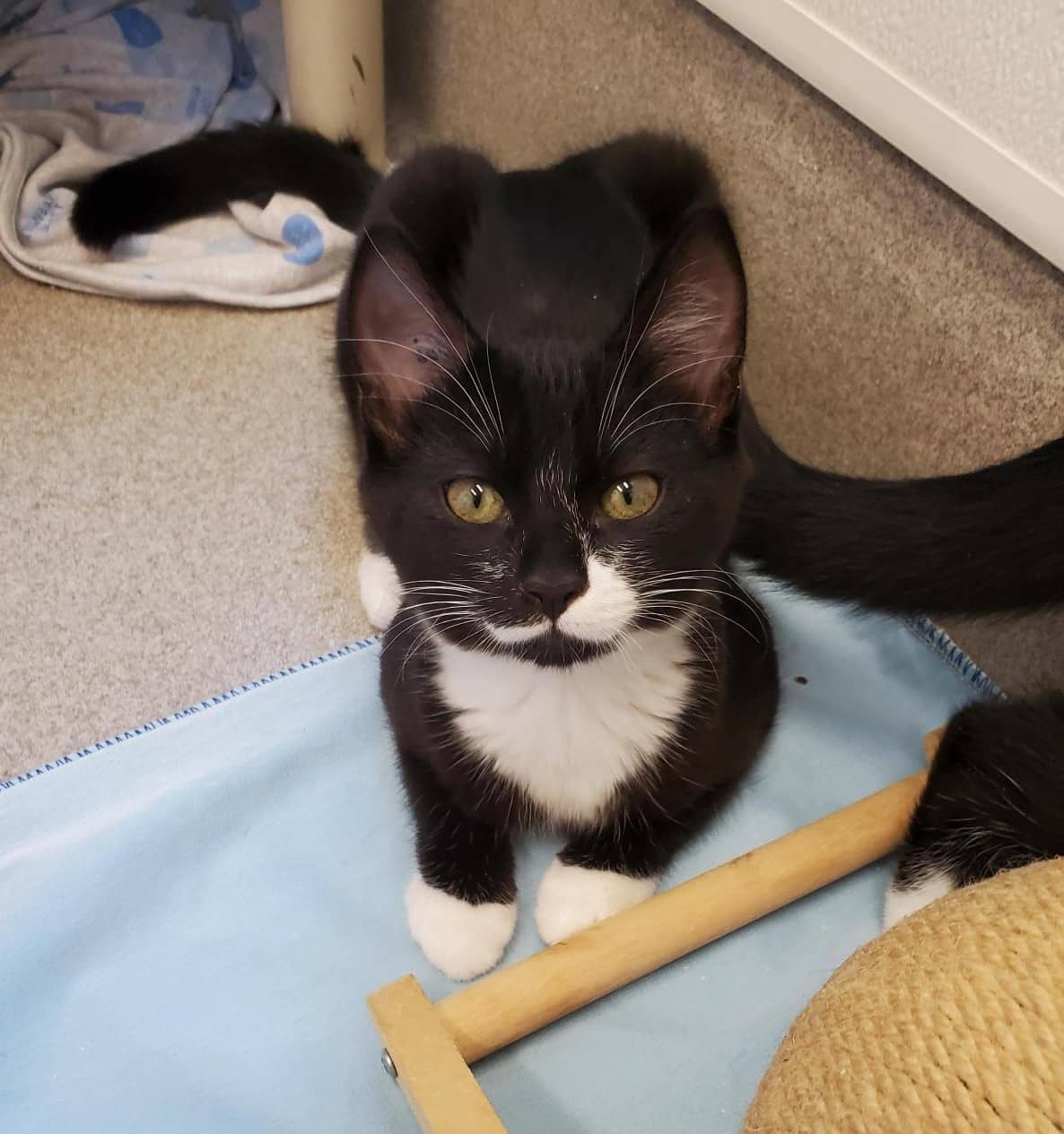 Alex - Domestic Shorthair available for adoption