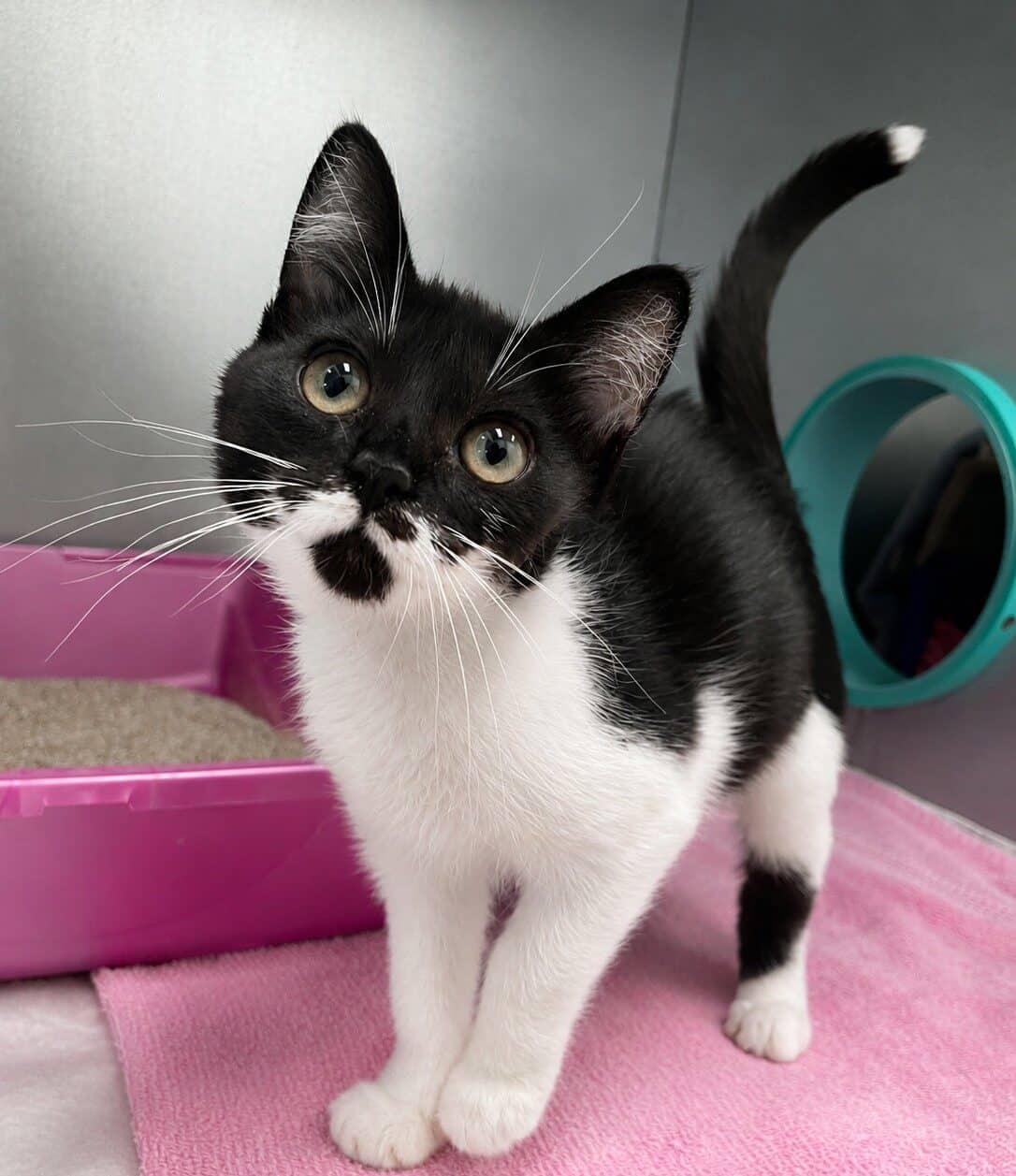 Auggie - Domestic Shorthair cat available for adoption at Langley Animal Protection Society in Vancouver