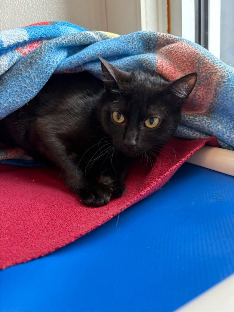 Olive - Domestic Shorthair cat available for adoption at Langley Animal Protection Society in Vancouver