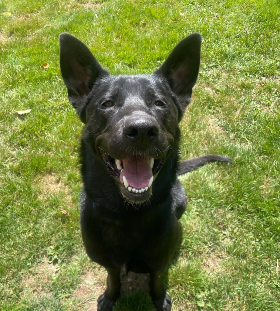 Vader - Mixed Breed available for adoption in Calgary