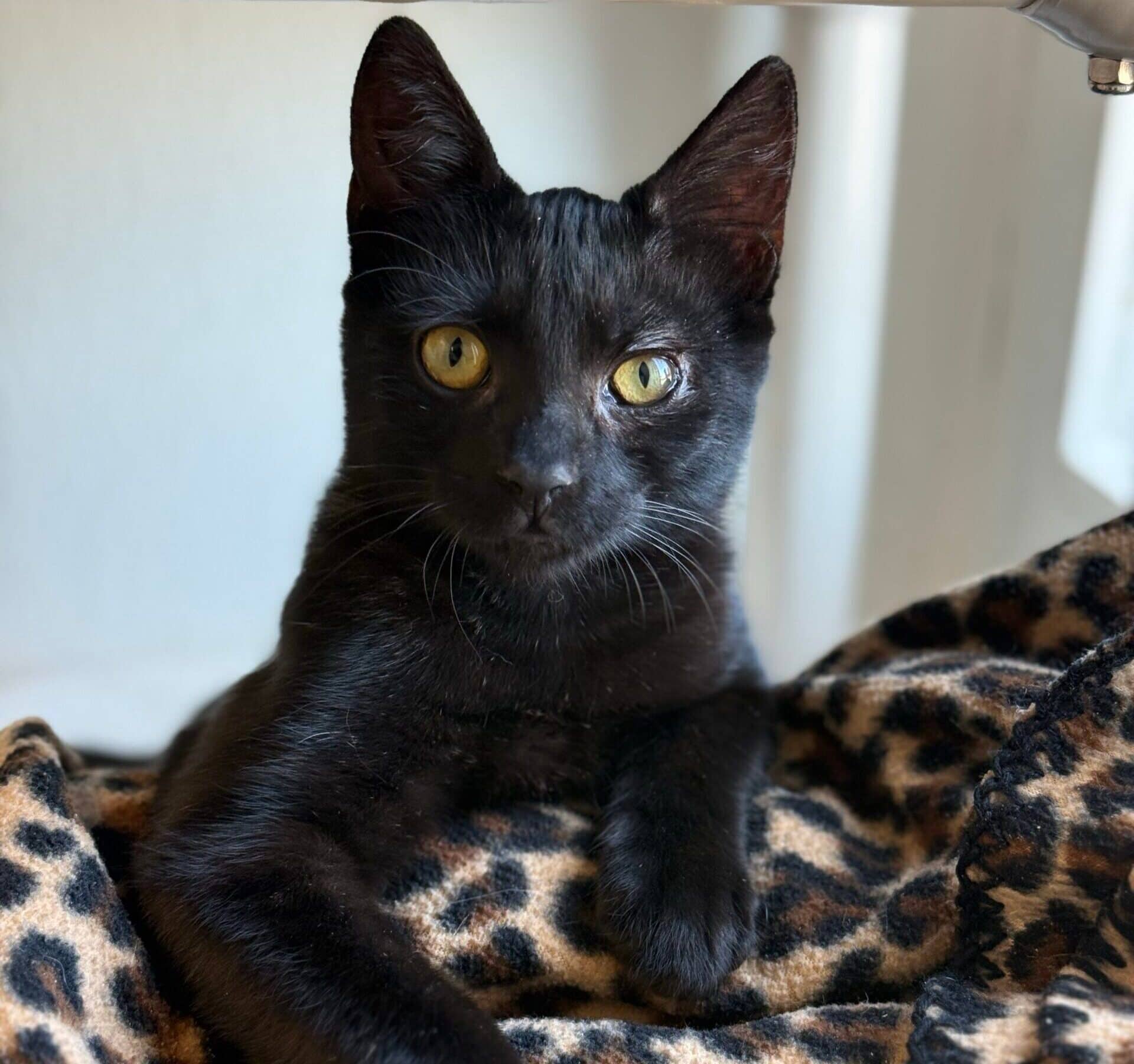 Crackle - Domestic Shorthair cat available for adoption in British Columbia