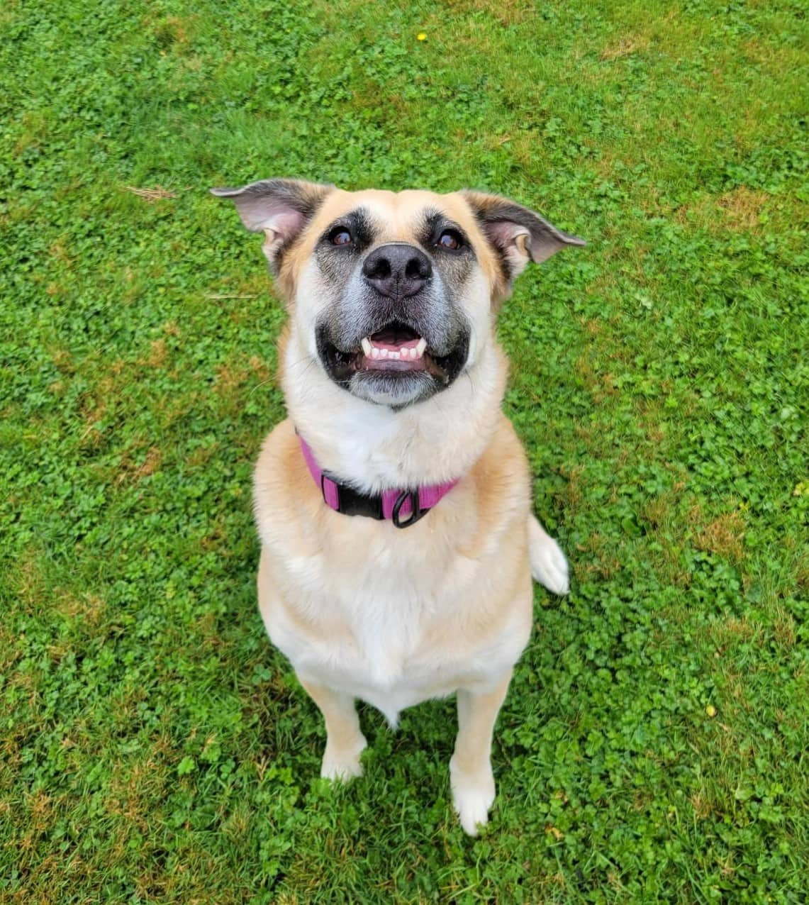 Kira - Mixed Breed available for adoption in Calgary