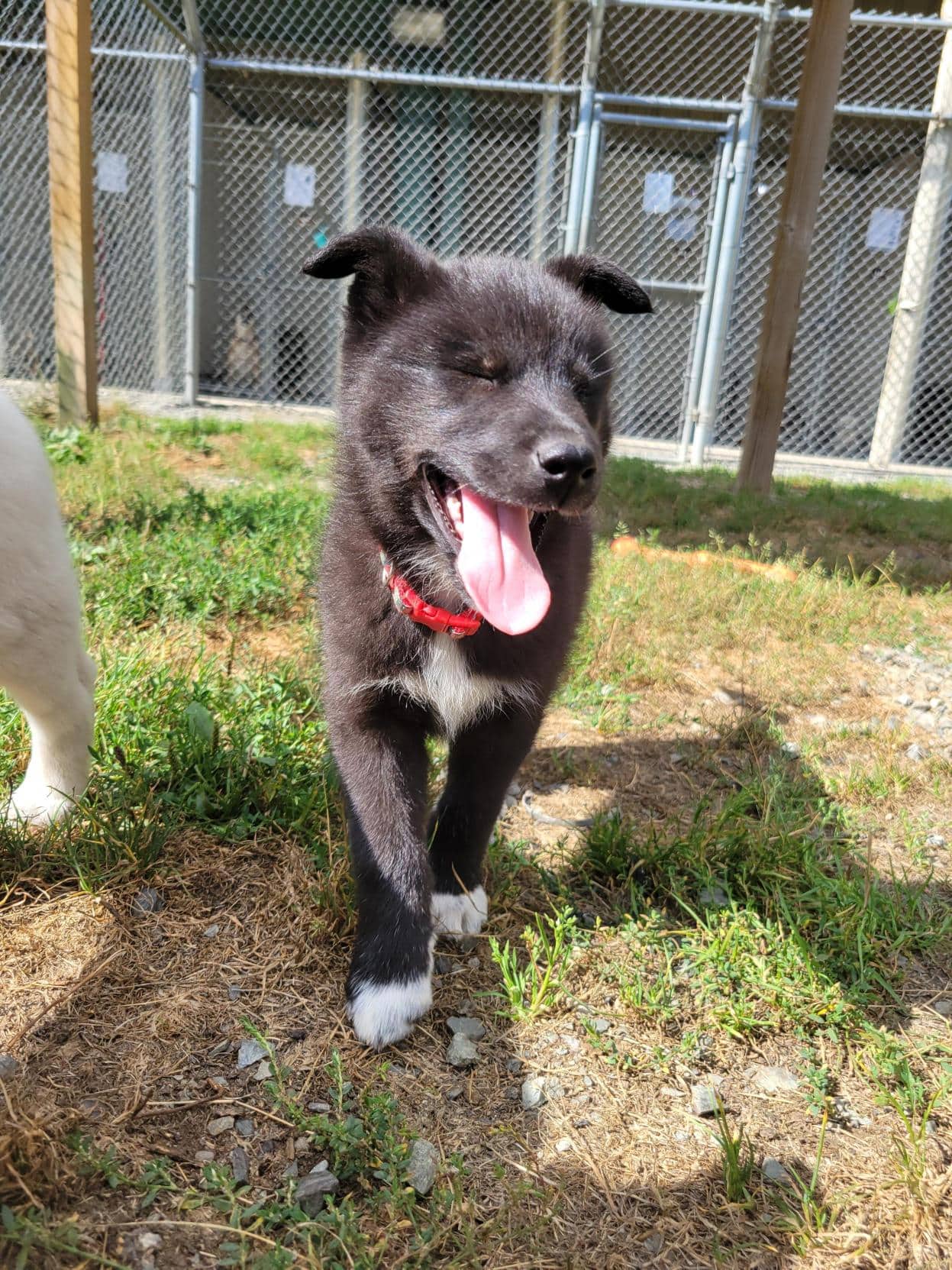Mrs. Gleeson - Mixed Breed available for adoption in British Columbia