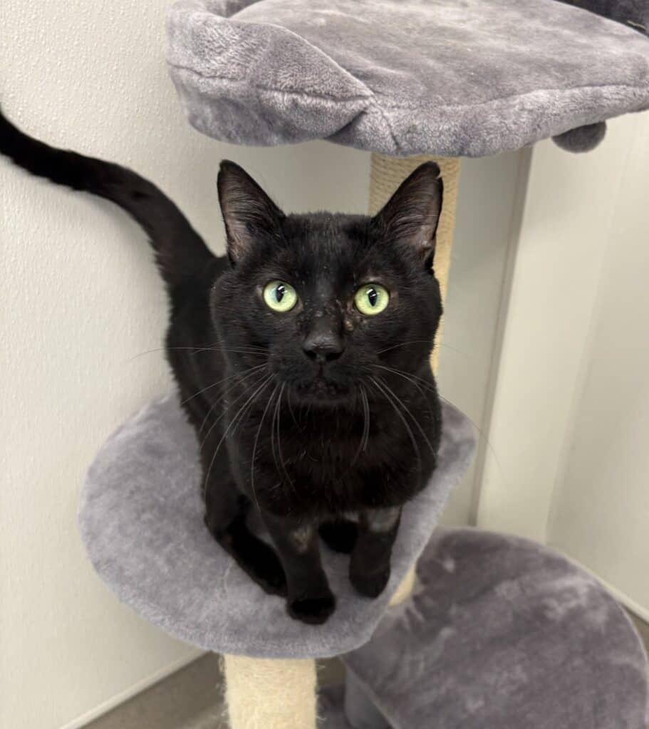 Nico - Domestic Shorthair cat available for adoption at Langley Animal Protection Society in Langley