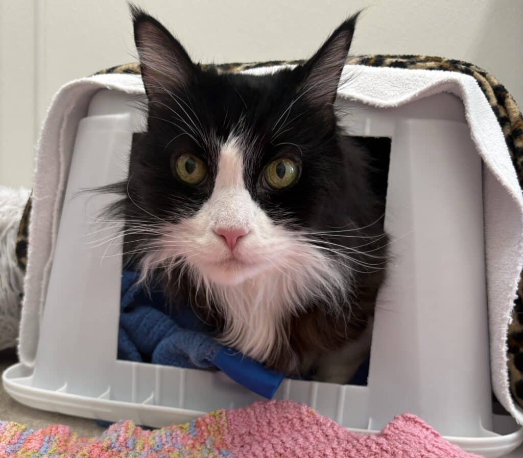 Phedre - Domestic Shorthair available for adoption
