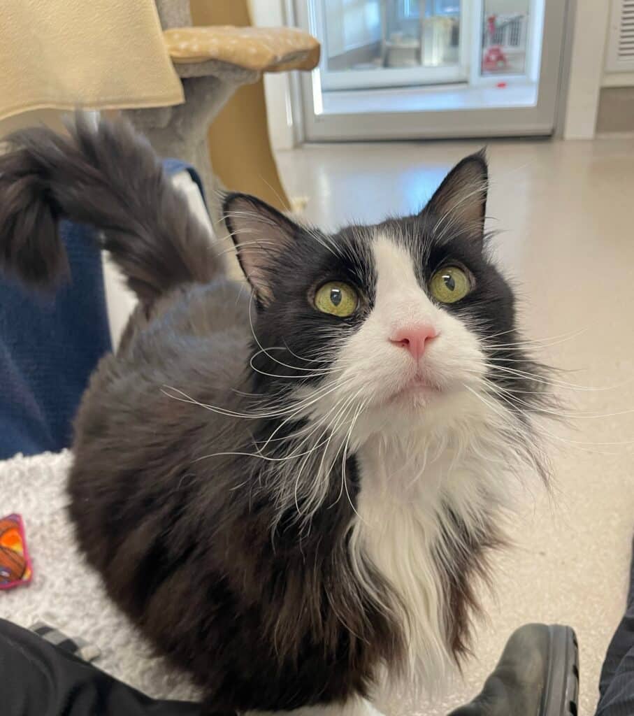 Phedre - Domestic Shorthair available for adoption