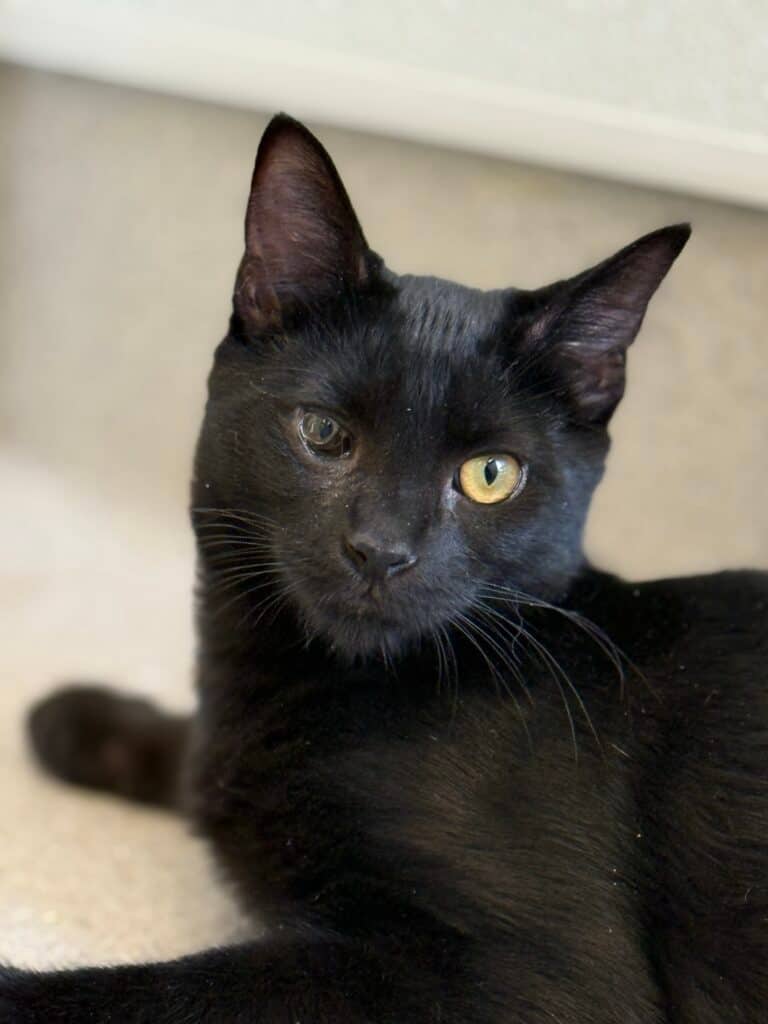 Snap - Domestic Shorthair cat available for adoption in British Columbia