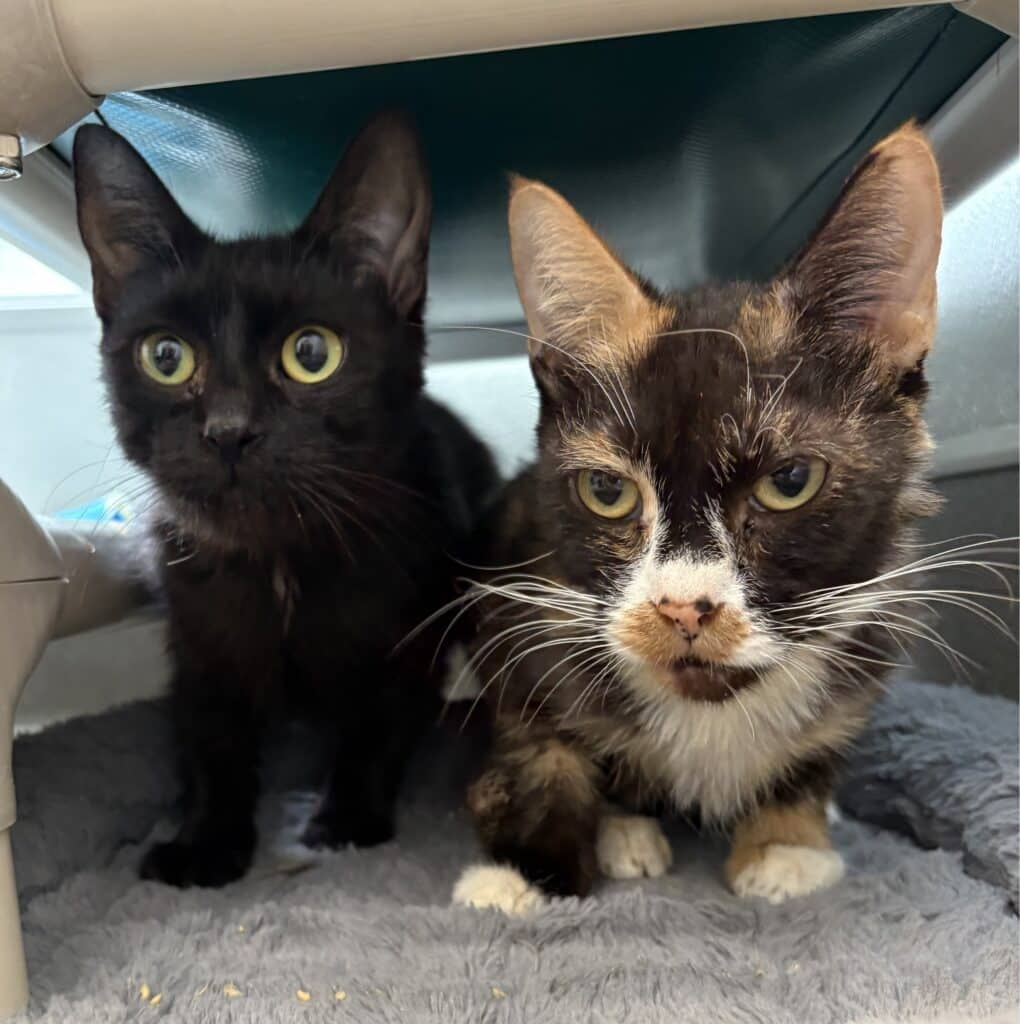 Toffee #40353 and Brownie - Domestic Shorthair cat available for adoption at Langley Animal Protection Society in Vancouver