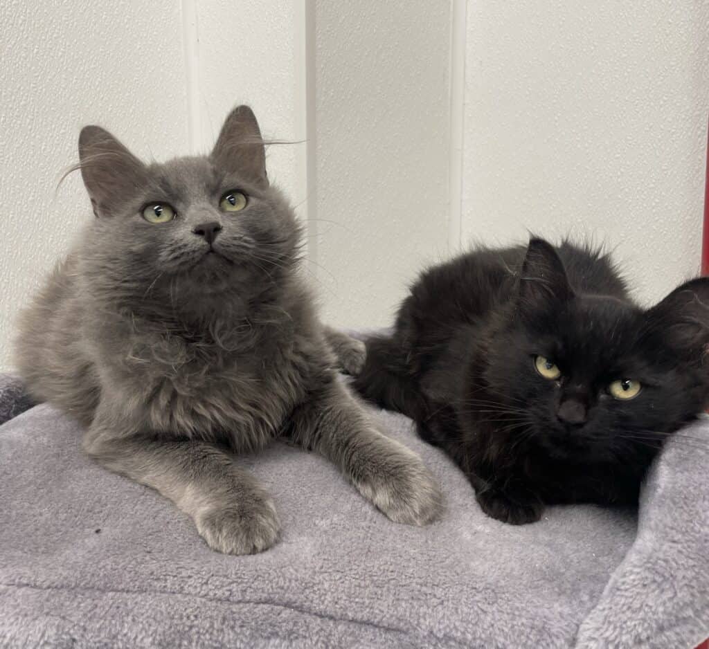 Biscuits #40426 and Gravy - Domestic Shorthair cat available for adoption at Langley Animal Protection Society in Langley