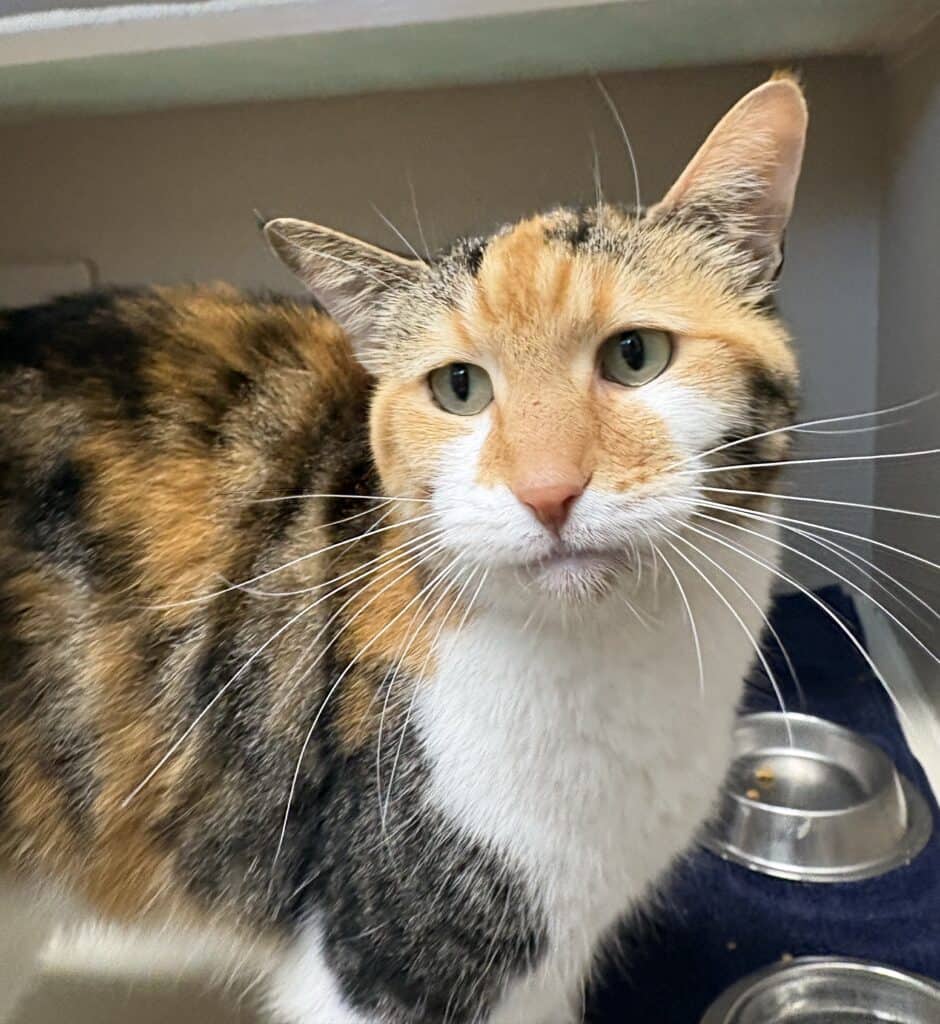 Briar - Domestic Shorthair cat available for adoption at Langley Animal Protection Society in Langley