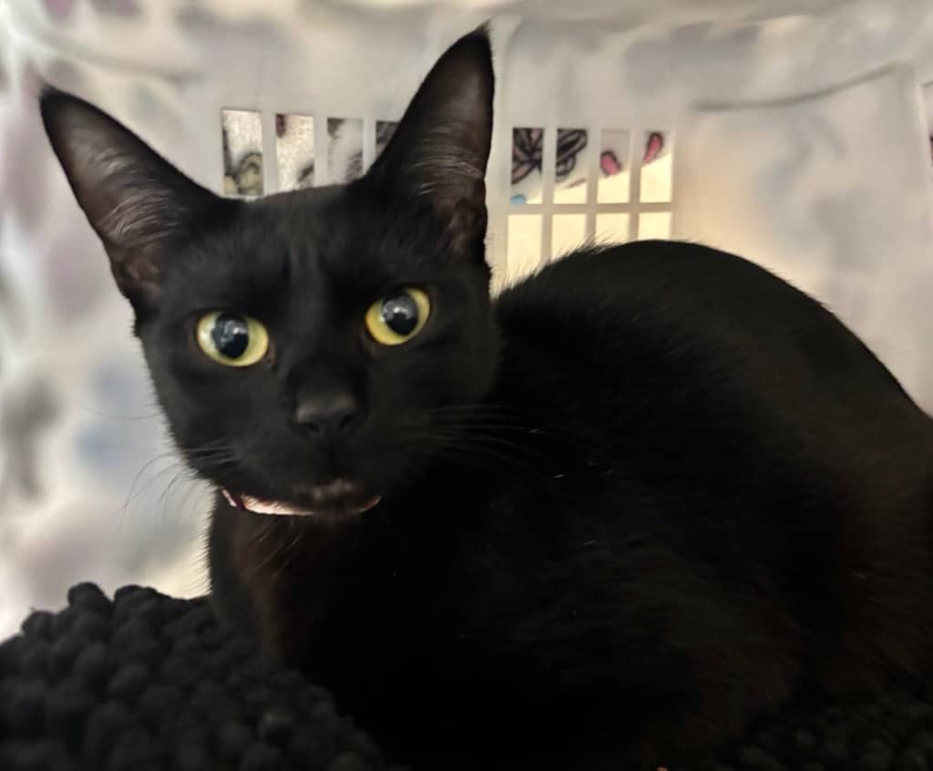 Cheerio - Domestic Shorthair cat available for adoption at Langley Animal Protection Society in Langley