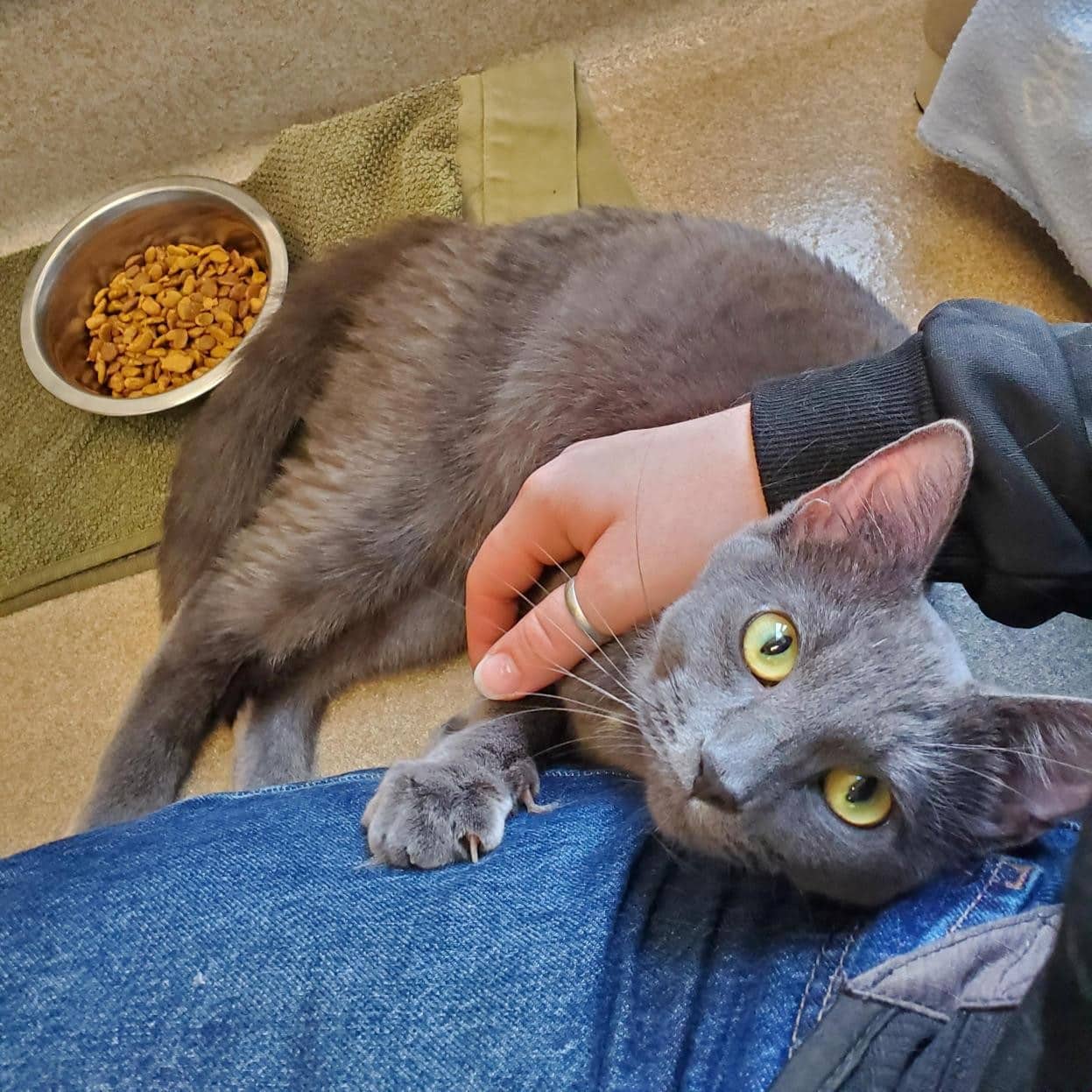 Coral - Domestic Shorthair available for adoption