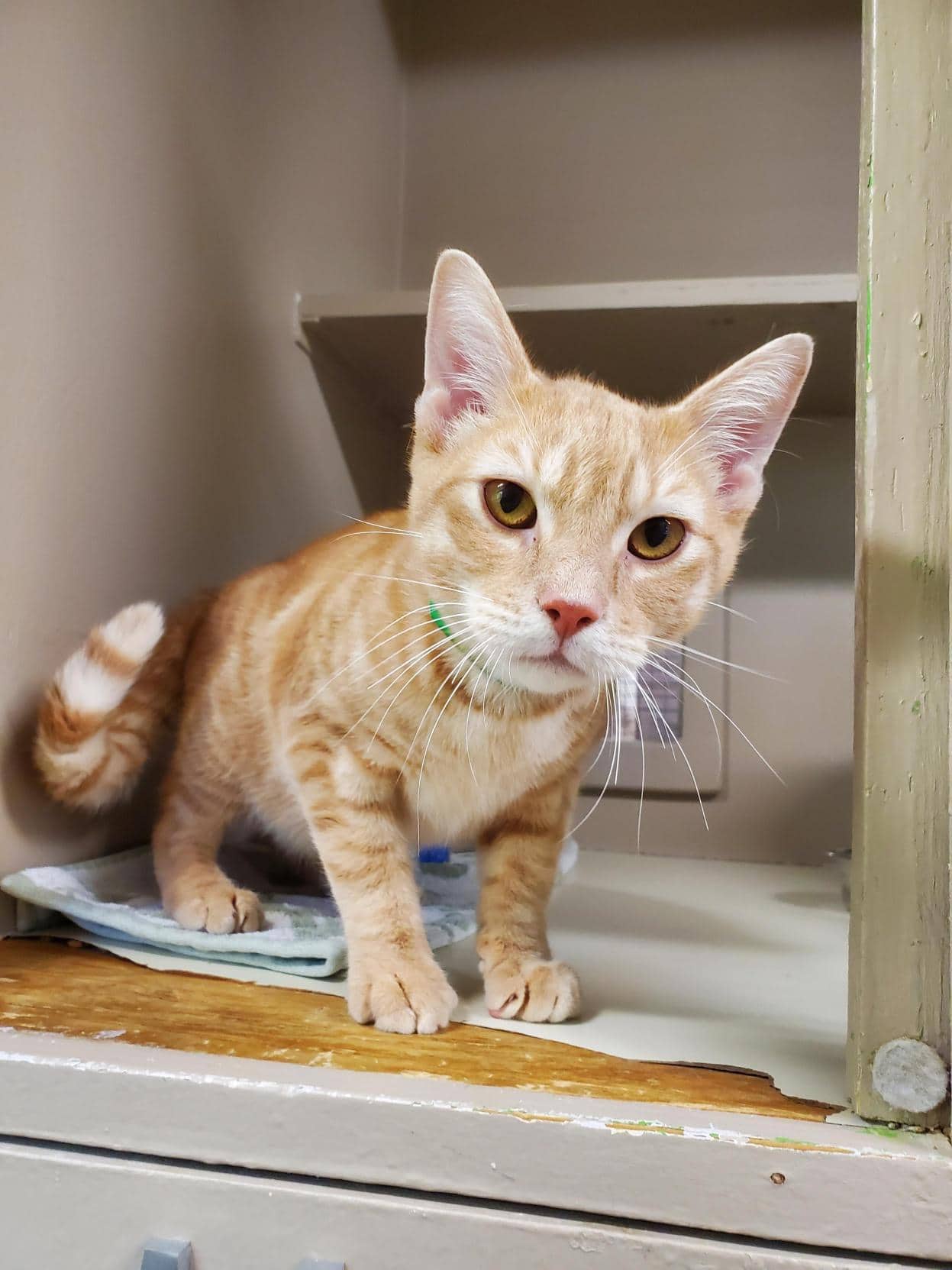 Corn Flake - Domestic Shorthair cat available for adoption at Langley Animal Protection Society in Langley