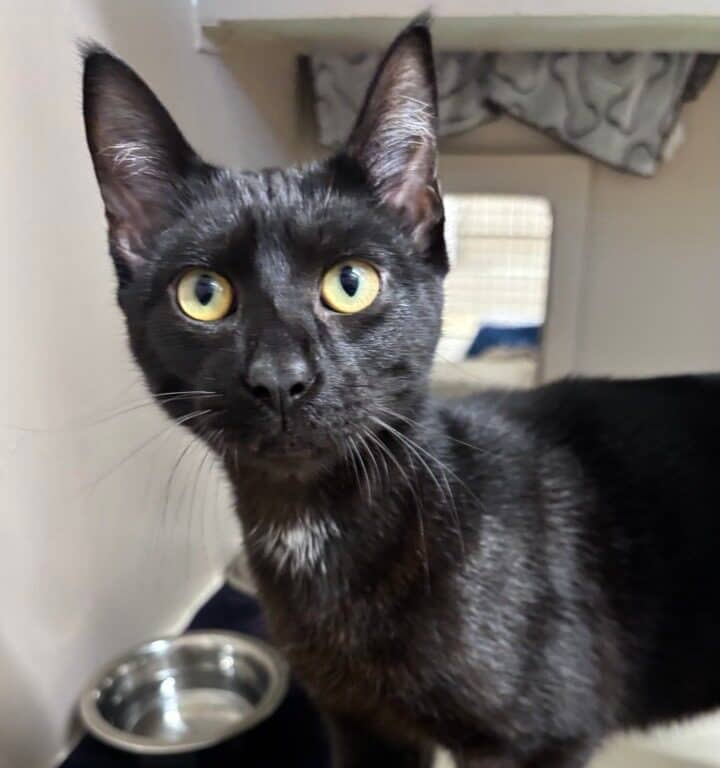 Mini Wheat - Domestic Shorthair available for adoption
