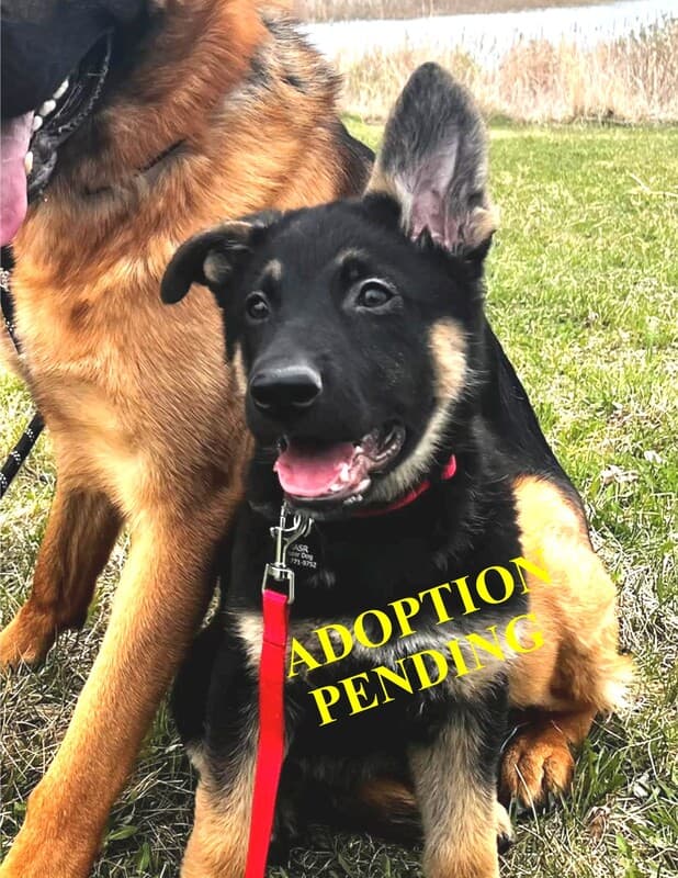 Buck - German Shepherd Cross available for adoption in Calgary