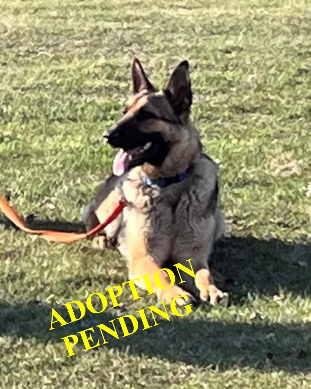 Sammy - German Shepherd Cross available for adoption in Calgary