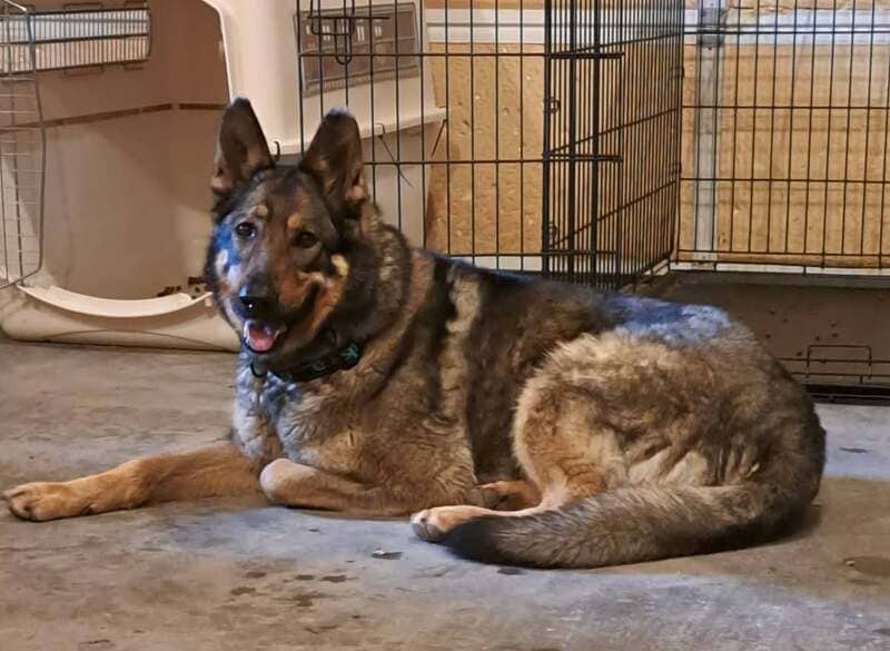 Belle - German Shepherd Cross available for adoption
