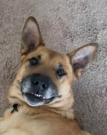 Cooper - German Shepherd Cross available for adoption