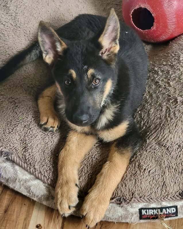 Gemma - German Shepherd Cross available for adoption