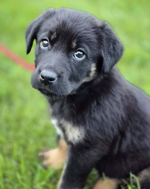 Karra - German Shepherd Cross available for adoption