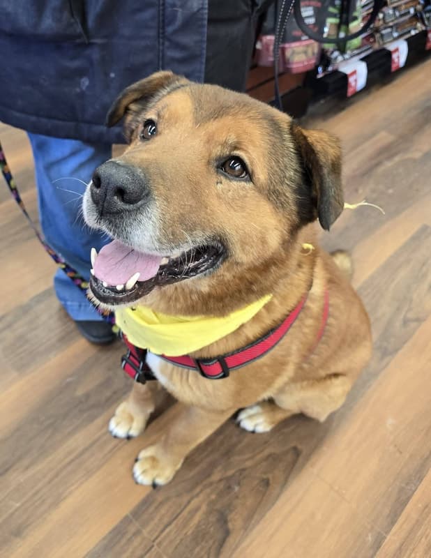 Rook - German Shepherd Cross available for adoption in Calgary