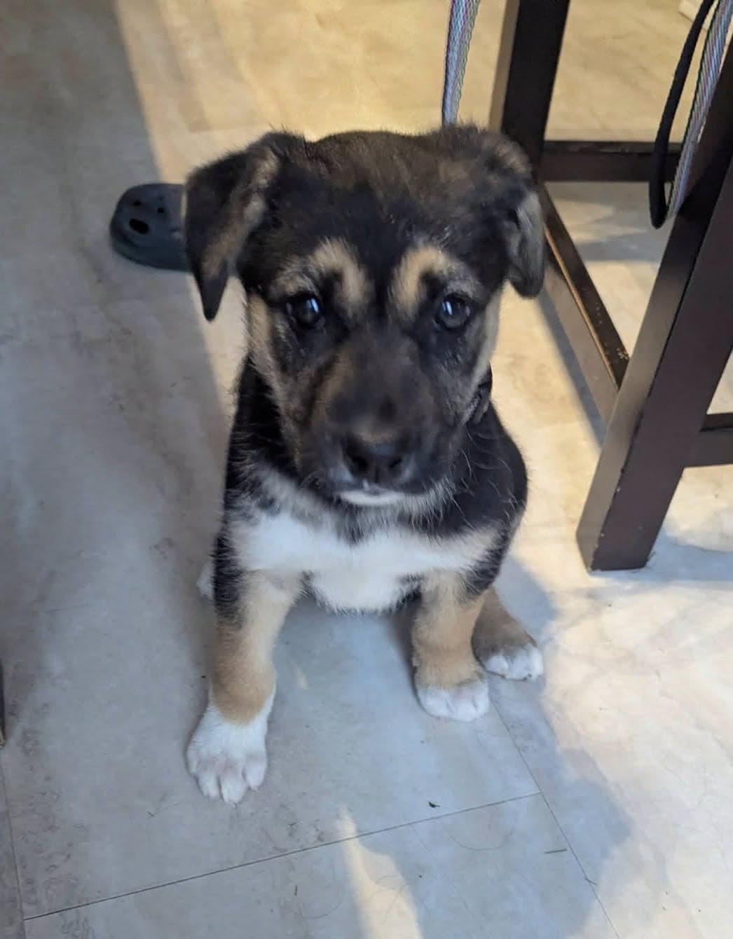 Spyder - German Shepherd Cross available for adoption