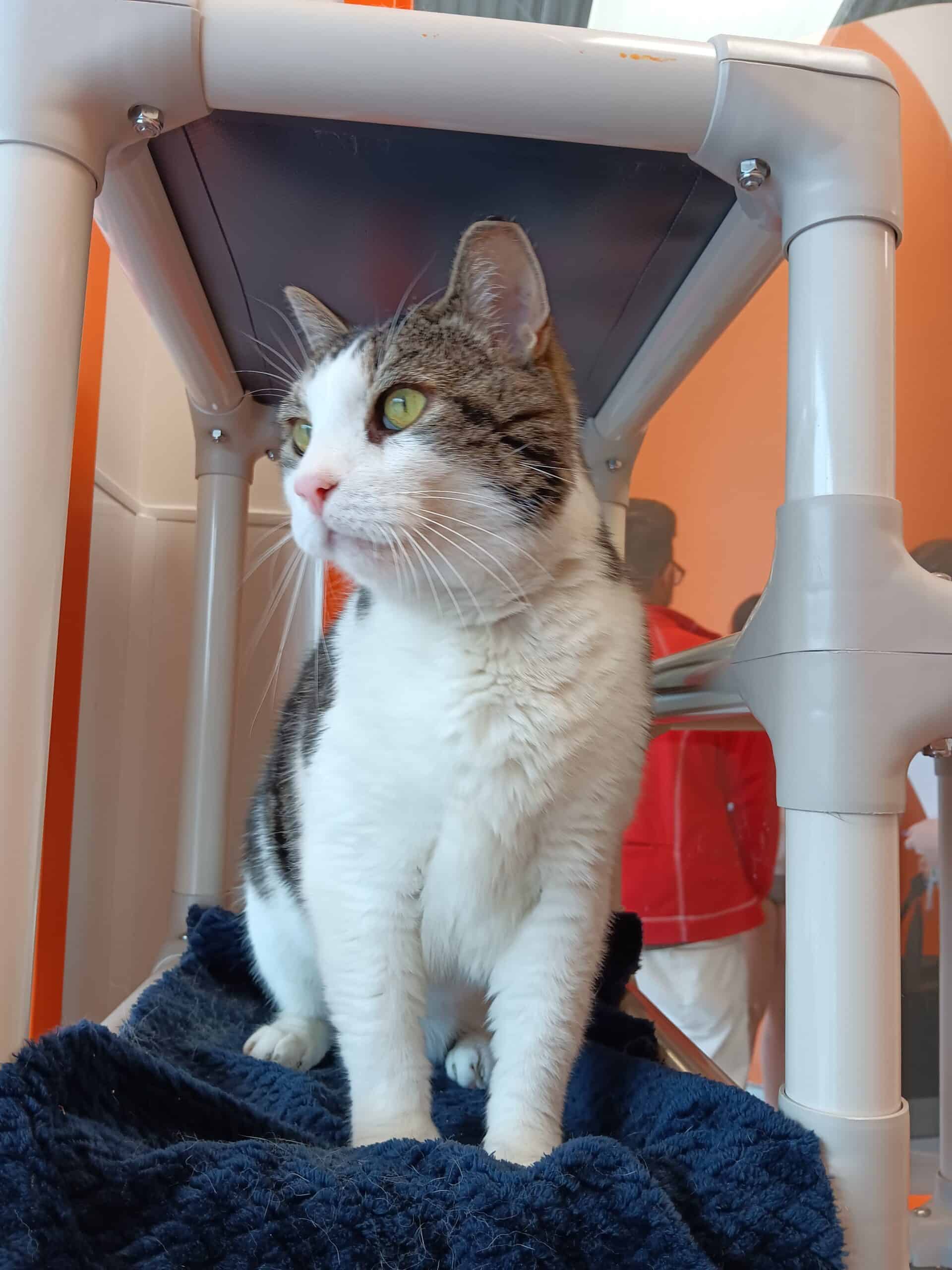 Tigrou - Domestic Short Hair cat available for adoption at Proanima in Montreal